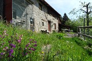 Spettacolo di fiori ai prati della Pigolotta di Valtorta il 9 maggio 2020  - FOTOGALLERY